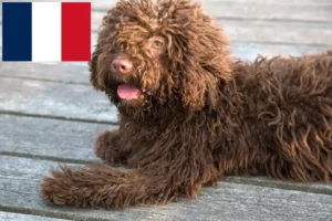 Read more about the article Perro de Agua Español opdrættere og hvalpe i Frankrig