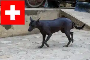 Read more about the article Peruviansk hårløs hundeopdrætter og hvalpe i Schweiz