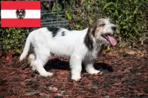 Read more about the article Petit Basset Griffon Vendéen opdrættere og hvalpe i Østrig