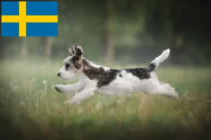 Read more about the article Petit Basset Griffon Vendéen opdrættere og hvalpe i Sverige