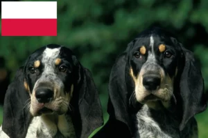 Read more about the article Petit Bleu de Gascogne opdrættere og hvalpe i Polen