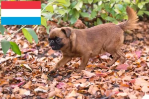 Read more about the article Petit Brabançon opdrættere og hvalpe i Luxembourg