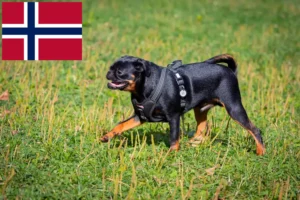 Read more about the article Petit Brabançon opdrættere og hvalpe i Norge