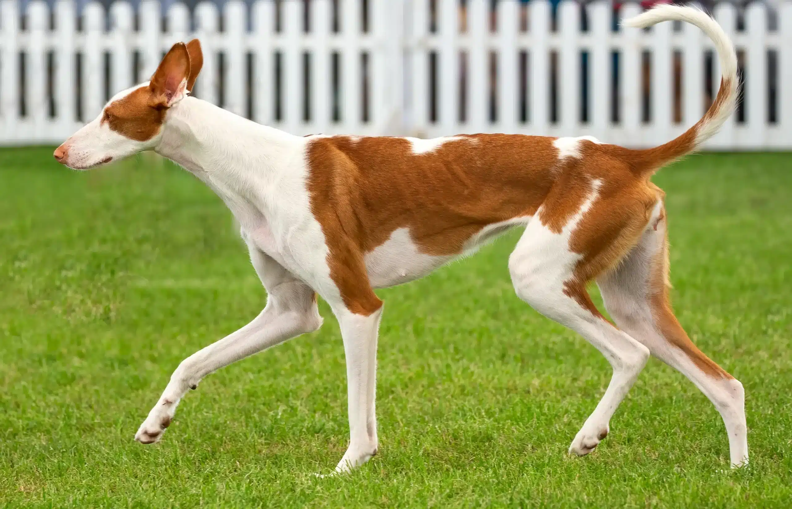 Read more about the article Podenco-opdrætter