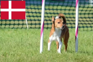 Read more about the article Podenco-opdrættere og hvalpe i Danmark