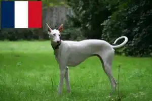 Read more about the article Podenco-opdrættere og hvalpe i Frankrig
