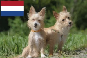 Read more about the article Podenco-opdrættere og hvalpe i Holland
