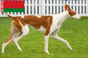 Read more about the article Podenco-opdrættere og hvalpe i Hviderusland