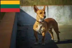 Read more about the article Podenco-opdrættere og hvalpe i Litauen