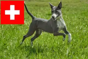 Read more about the article Podenco-opdrættere og hvalpe i Schweiz