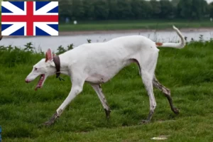 Read more about the article Podenco-opdrættere og hvalpe i Storbritannien