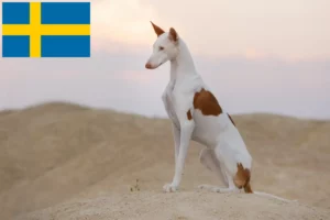Read more about the article Podenco-opdrættere og hvalpe i Sverige