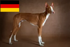 Read more about the article Podenco-opdrættere og hvalpe i Tyskland
