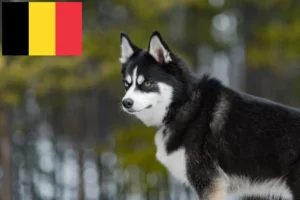 Read more about the article Pomsky-opdrættere og hvalpe i Belgien
