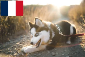 Read more about the article Pomsky-opdrættere og hvalpe i Frankrig