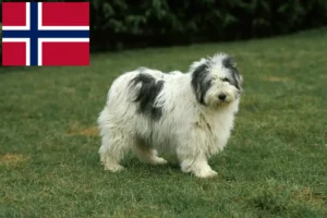 Read more about the article PON-opdrættere og hvalpe i Norge
