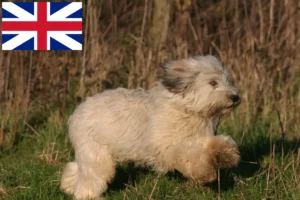 Read more about the article PON-opdrættere og hvalpe i Storbritannien