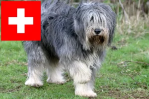 Read more about the article PON-opdrættere og hvalpe i Schweiz