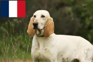 Read more about the article Porcelaine-opdrættere og hvalpe i Frankrig