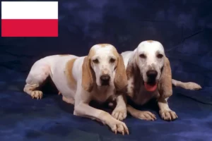 Read more about the article Porcelaine-opdrættere og hvalpe i Polen