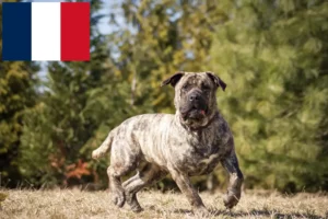 Read more about the article Presa Canario-opdrættere og hvalpe i Frankrig