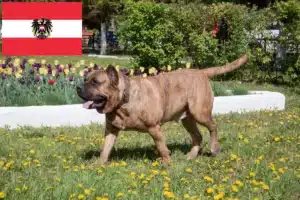 Read more about the article Presa Canario-opdrættere og hvalpe i Østrig