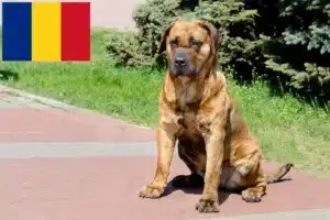Read more about the article Presa Canario-opdrættere og hvalpe i Rumænien