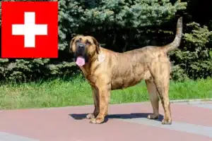 Read more about the article Presa Canario-opdrættere og hvalpe i Schweiz