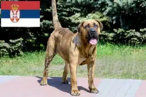 Read more about the article Presa Canario-opdrættere og hvalpe i Serbien