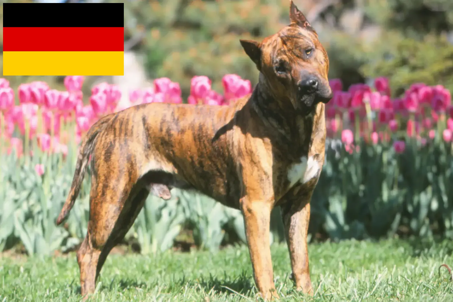 Read more about the article Presa Canario-opdrættere og hvalpe i Tyskland