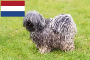 Read more about the article Puli-opdrættere og hvalpe i Holland