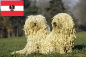 Read more about the article Puli-opdrættere og hvalpe i Østrig