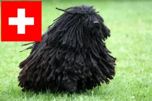 Read more about the article Puli-opdrættere og hvalpe i Schweiz