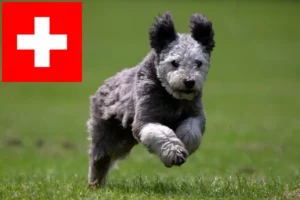 Read more about the article Pumi opdrættere og hvalpe i Schweiz