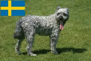Read more about the article Pumi-opdrættere og hvalpe i Sverige