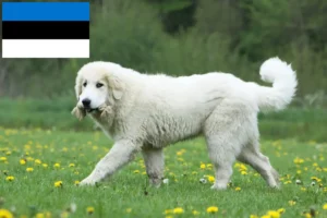 Read more about the article Opdrættere og hvalpe af pyrenæisk sennenhund i Estland