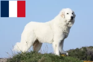 Read more about the article Opdrættere og hvalpe af pyrenæisk sennenhund i Frankrig