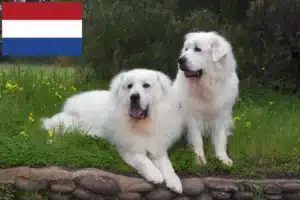 Read more about the article Pyrenæerhundeopdrættere og hvalpe i Holland