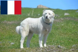 Read more about the article Pyrenæerhundeopdrættere og hvalpe i Réunion