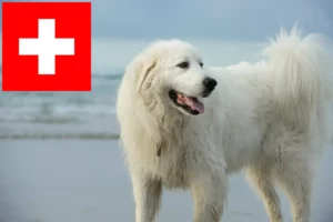 Read more about the article Pyrenæerhundeopdrættere og hvalpe i Schweiz