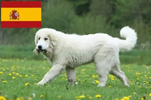 Read more about the article Opdrættere og hvalpe af pyrenæisk sennenhund i Spanien