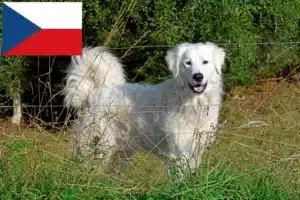 Read more about the article Opdrættere og hvalpe af Pyrenæisk Sennenhund i Tjekkiet