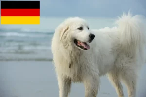 Read more about the article Opdrættere og hvalpe af pyrenæisk sennenhund i Tyskland