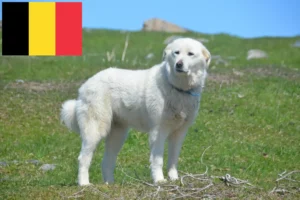 Read more about the article Opdrættere og hvalpe af pyrenæisk sennenhund i Belgien