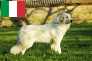 Read more about the article Opdrættere og hvalpe af pyrenæisk sennenhund i Italien