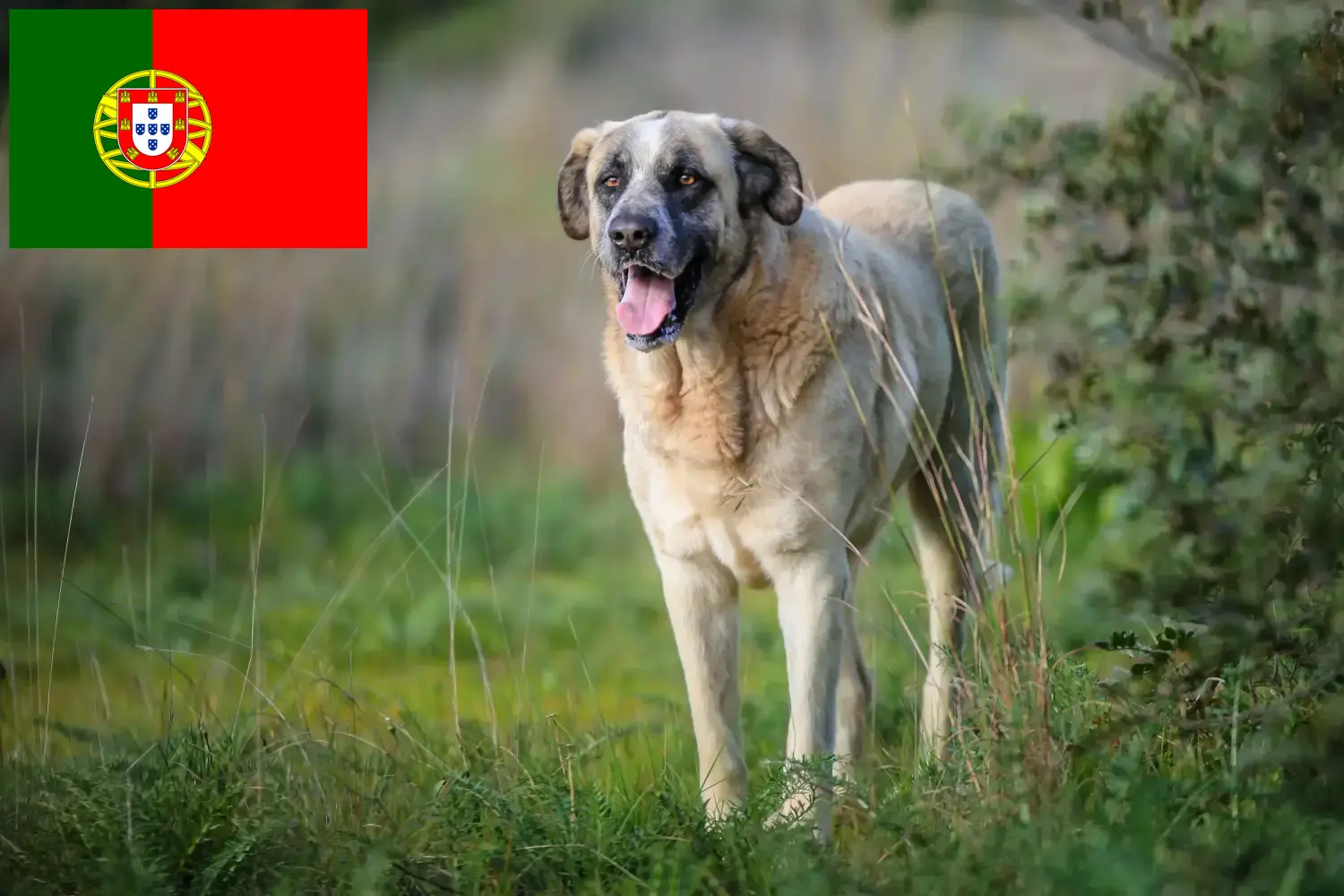 Read more about the article Rafeiro do Alentejo opdrættere og hvalpe i Portugal