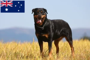 Read more about the article Rottweileropdrættere og hvalpe i Australien