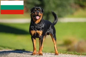 Read more about the article Rottweileropdrættere og hvalpe i Bulgarien