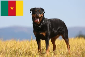 Read more about the article Rottweileropdrættere og hvalpe i Cameroun