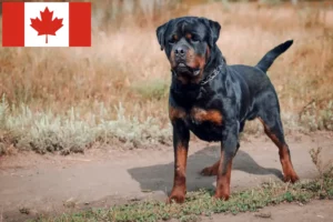 Read more about the article Rottweileropdrættere og hvalpe i Canada
